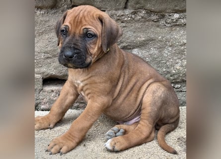 Rhodesian Ridgeback Welpen