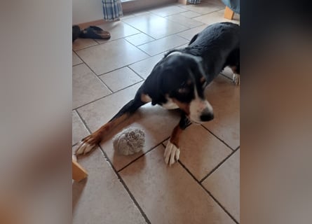 Appenzeller Sennenhund reisrassig
