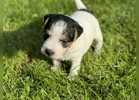 Jack Russel Terrier Welpen