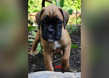 Boxer-Welpen von mehrmaligen Teilnehmern der Deutschen Meisterschaften!!!