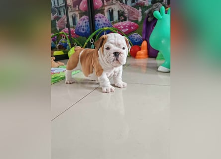 Englische Bulldogge Welpen mit FCI Papiere