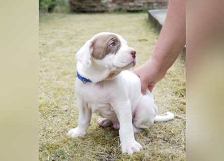 Einzigartige Bully Welpen