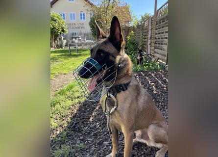 Malinois