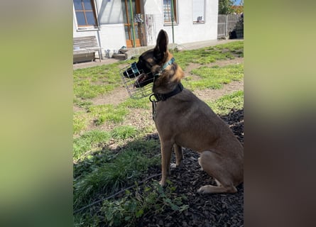 Malinois