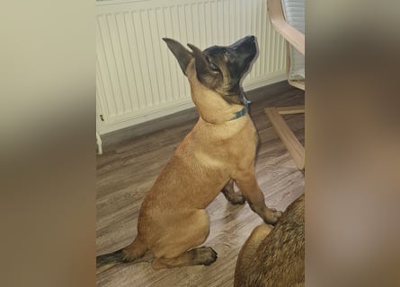 Malinois