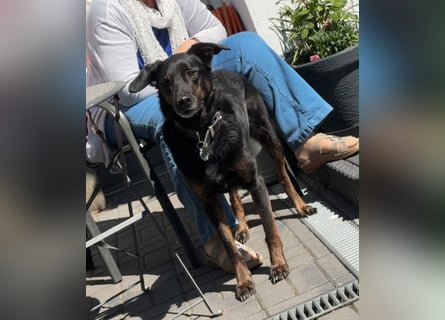 Paul sucht ein neues Zuhause