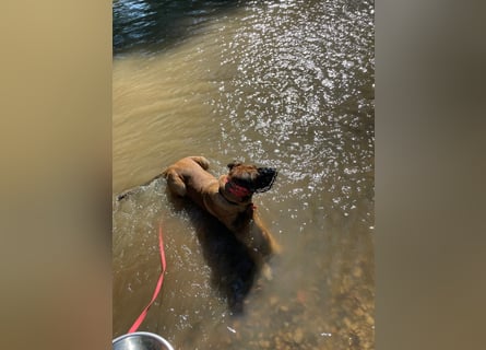 Zuhause für Akira gesucht - eine treue, sensible Gefährtin