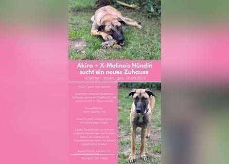 Zuhause für Akira gesucht - eine treue, sensible Gefährtin