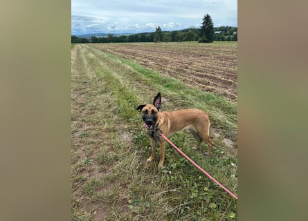 Zuhause für Akira gesucht - eine treue, sensible Gefährtin