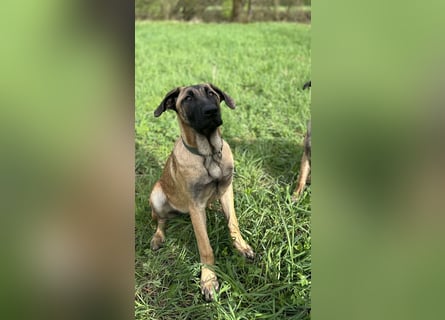 Zuhause für Akira gesucht - eine treue, sensible Gefährtin