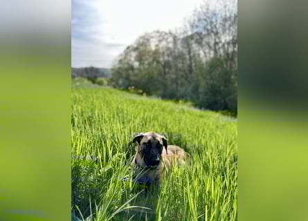 Zuhause für Akira gesucht - eine treue, sensible Gefährtin