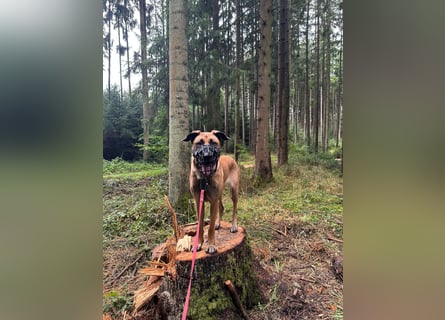 Zuhause für Akira gesucht - eine treue, sensible Gefährtin