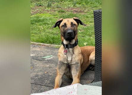 Zuhause für Akira gesucht - eine treue, sensible Gefährtin