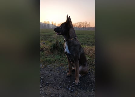 Malinois-Mischling Hündin in grau beige 27.01.24