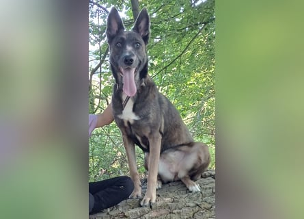 Malinois-Mischling Hündin in grau beige 27.01.24