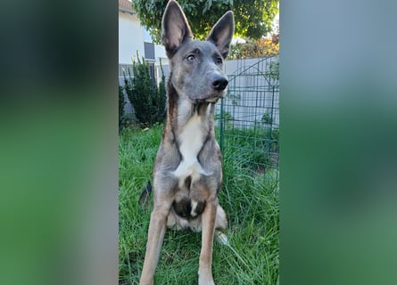 Malinois-Mischling Hündin in grau beige 27.01.24