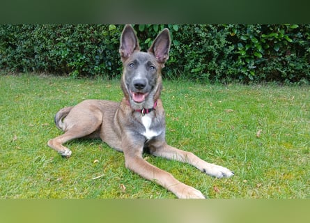 Malinois-Mischling Hündin in grau beige 27.01.24