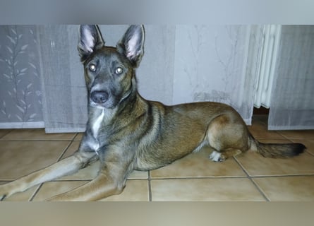 Malinois-Mischling Hündin in grau beige 27.01.24