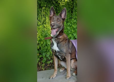 Malinois-Mischling Hündin in grau beige 27.01.24