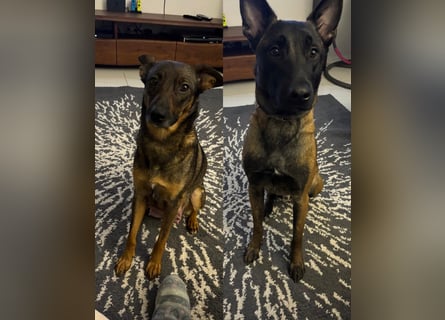 Malinois-Mischling Hündin in grau beige 27.01.24