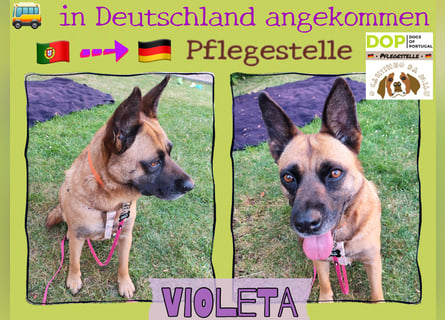 ⚡️ PFLEGESTELLE GEFUNDEN ❗️ für die sanfte VIOLETA  - Schäferhund Mix