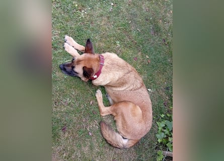 ⚡️ PFLEGESTELLE GEFUNDEN ❗️ für die sanfte VIOLETA  - Schäferhund Mix