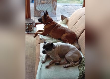 ⚡️ PFLEGESTELLE GEFUNDEN ❗️ für die sanfte VIOLETA  - Schäferhund Mix
