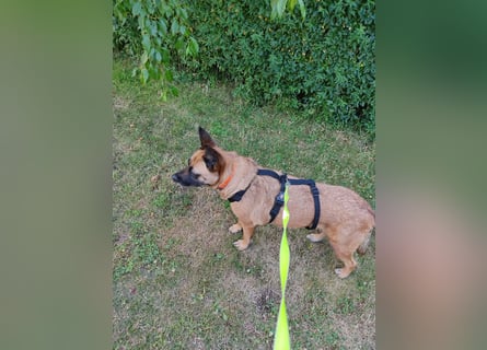 ⚡️ PFLEGESTELLE GEFUNDEN ❗️ für die sanfte VIOLETA  - Schäferhund Mix