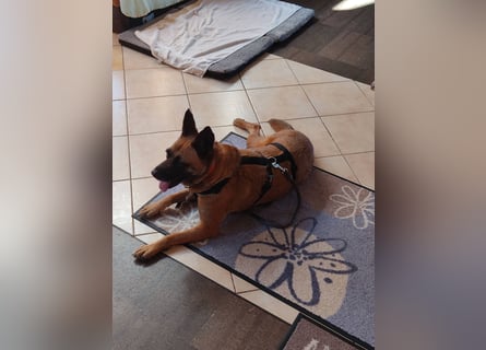 ⚡️ PFLEGESTELLE GEFUNDEN ❗️ für die sanfte VIOLETA  - Schäferhund Mix