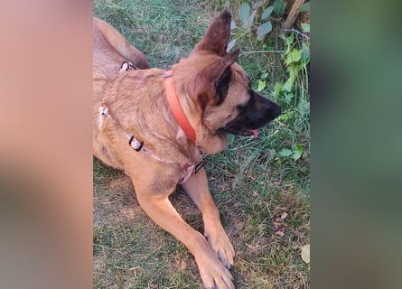 ⚡️ PFLEGESTELLE GEFUNDEN ❗️ für die sanfte VIOLETA  - Schäferhund Mix