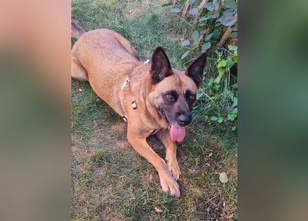 ⚡️ PFLEGESTELLE GEFUNDEN ❗️ für die sanfte VIOLETA  - Schäferhund Mix