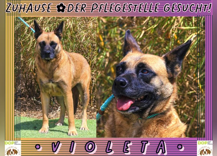 ♦️VIOLETA♦️ Zuhause oder Pflegestelle gesucht !!