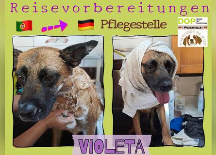 ⚡️ PFLEGESTELLE GEFUNDEN ❗️ für die sanfte VIOLETA  - Schäferhund Mix