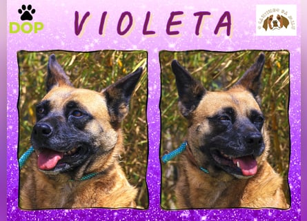 ♦️VIOLETA♦️ Zuhause oder Pflegestelle gesucht !!