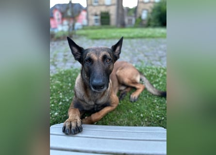 Malinois Deckrüde SEHR Familienfreundlich und absolut ruhiges Wesen 6 Jahre alt.