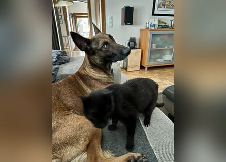 Malinois Deckrüde SEHR Familienfreundlich und absolut ruhiges Wesen 6 Jahre alt.