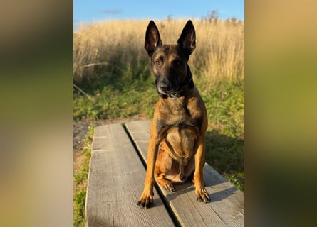 Malinois Deckrüde SEHR Familienfreundlich und absolut ruhiges Wesen 6 Jahre alt.