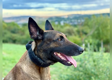 Malinois Deckrüde SEHR Familienfreundlich und absolut ruhiges Wesen 6 Jahre alt.
