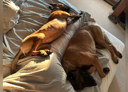 Malinois Deckrüde SEHR Familienfreundlich und absolut ruhiges Wesen 6 Jahre alt.
