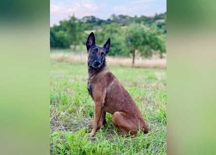 Malinois Deckrüde SEHR Familienfreundlich und absolut ruhiges Wesen 6 Jahre alt.