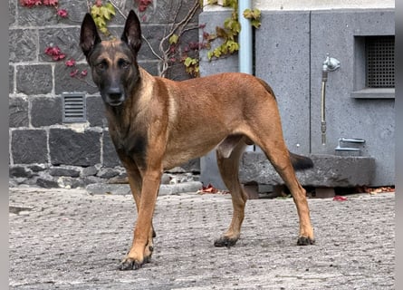 Malinois Deckrüde SEHR Familienfreundlich und absolut ruhiges Wesen 6 Jahre alt.