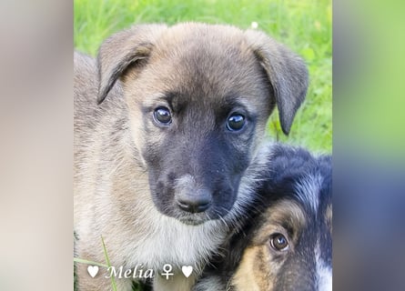 Die M-Mädels suchen ab Januar ein Zuhause