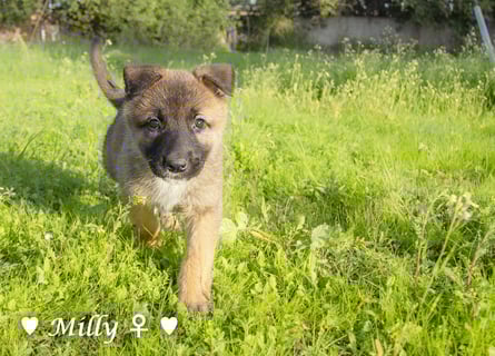 Die M-Mädels suchen ab Januar ein Zuhause