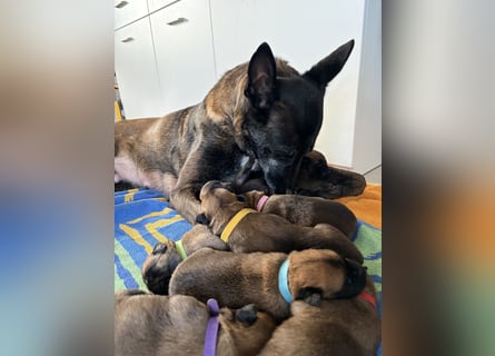 Malinois Welpen