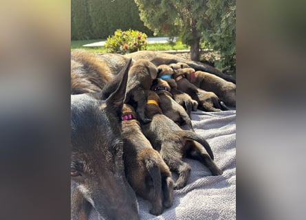 Malinois Welpen