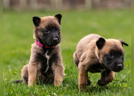 Malinois Welpen