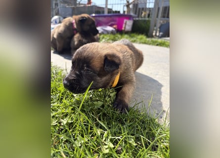 Malinois Welpen