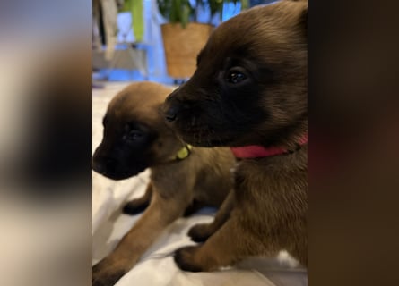 Malinois Welpen