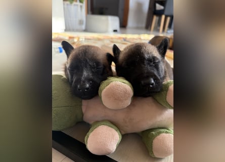Malinois Welpen