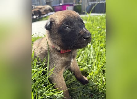 Malinois Welpen